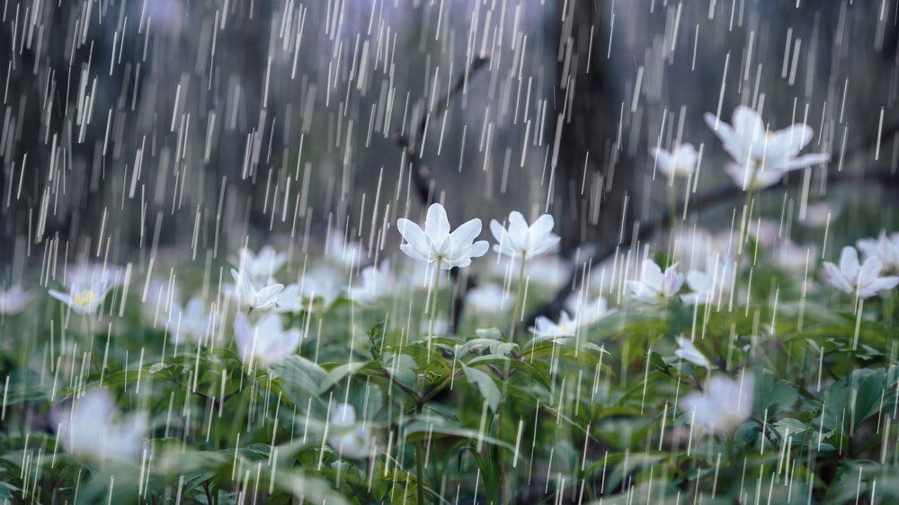 april_showers_on_flowers April Showers on Flowers