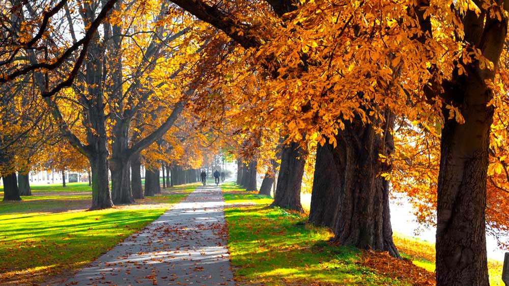 Fall Trees and Leaves