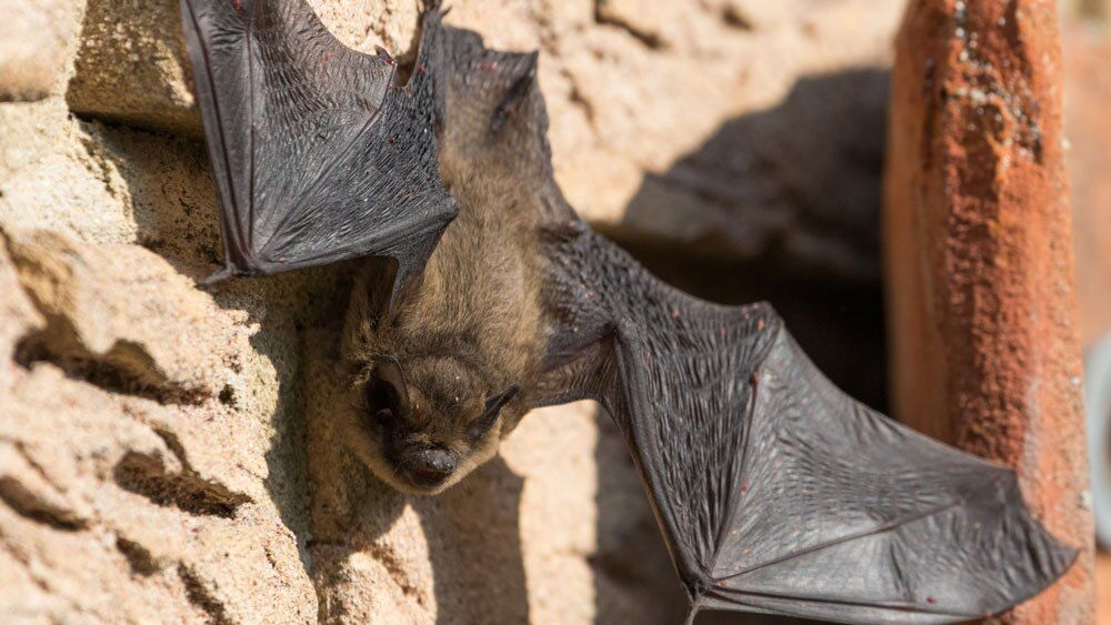 Bat perched on Side of Home