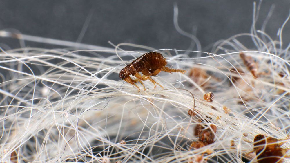 Ectoparasites in Animal Hair