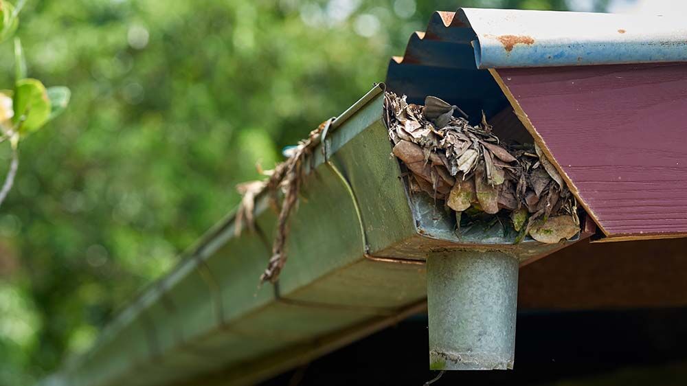 house gutter jammed with leaves