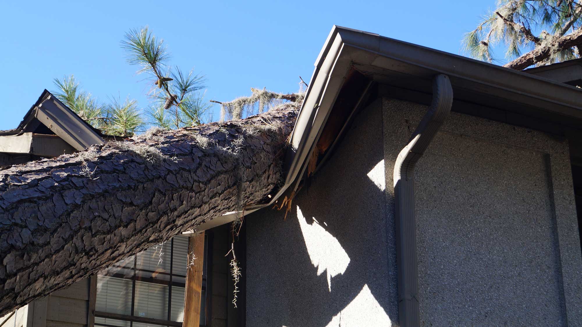 Tree damage on roof